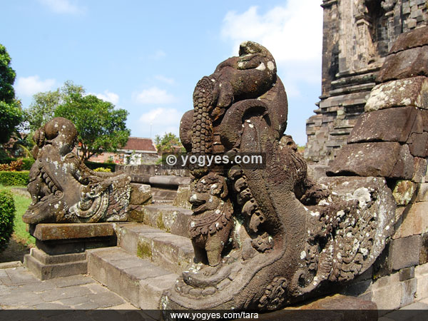 CANDI TARA
