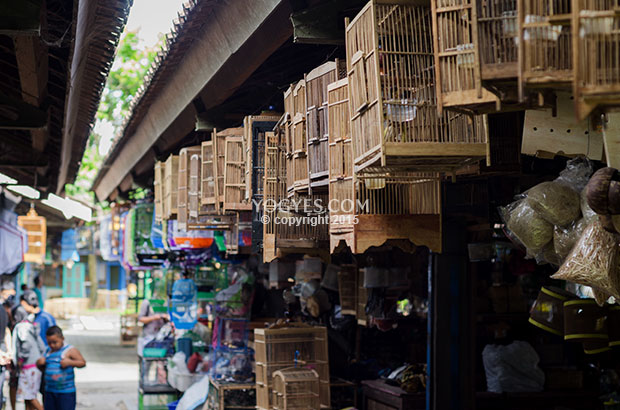 Pasar Satwa dan Tanaman  Hias Yogyakarta  PASTY Tempat 