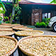 pawon luwak coffee
