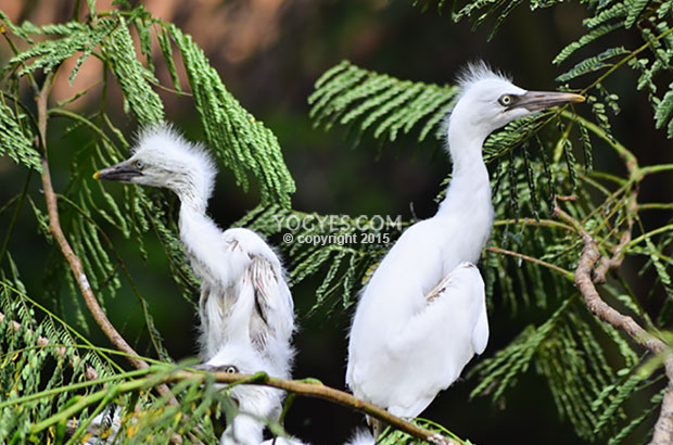 Anakan-anakan Kuntul (Desa Wisata Ketingan)