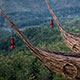 geoforest watu payung
