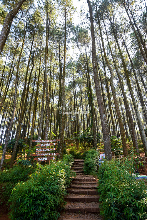 Jalur Menanjak di Pengger di Hutan Pinus Pengger