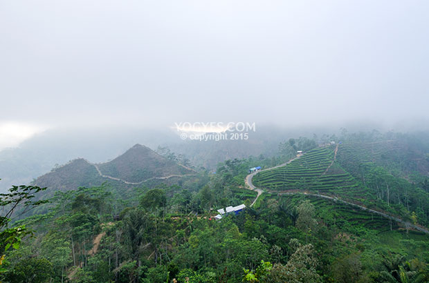 Puncak Dempok, Puncak Kendeng dan Kebun Teh Nglinggo 