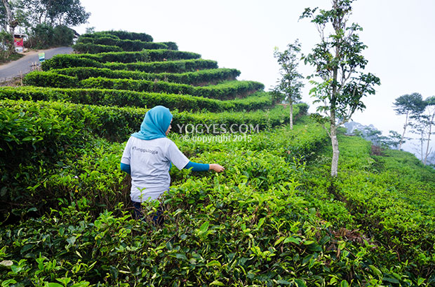 Wisata Kebun Teh Nglinggo
