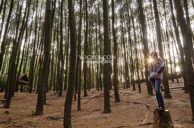 Foto #5 (Hutan Pinus Mangunan)