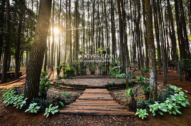 Download 43 Background Bunga Hutan Gratis Terbaik