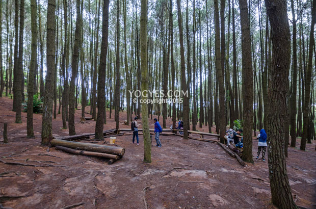 Hutan Pinus, Imogiri, Bantul (12 Tempat Wisata Gratis ala