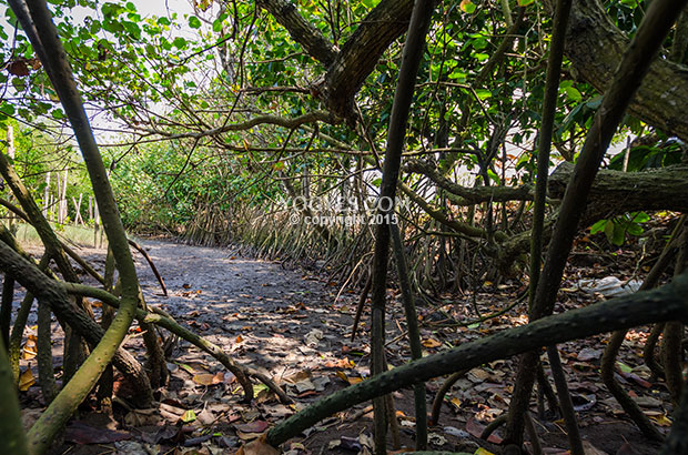 hutan mangrove baros