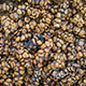 pawon luwak coffee