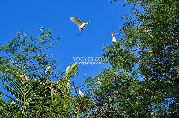 Burung Kuntul terbang dari pohon ke pohon