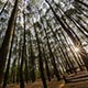 mangunan pine forest